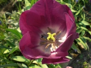 Land-und-Kind.de: Tulpe