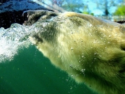 Eisbär taucht im Wasser
