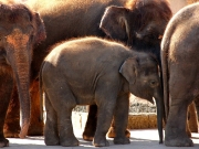 Elefantenbaby beschützt durch die Herde