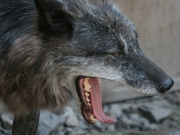 Ein gähnender Wolf