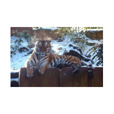 Tiger im Erlebnis Zoo Hannover