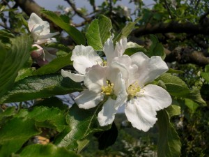 Schon die Blüten im Frühjahr wecken den Appetit auf frischen Apfelkuchen