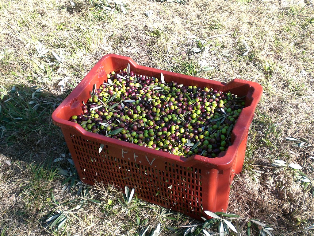 Olivenernte in Umbrien - eine Abwechslung zum deutschen Schreibtischalltag