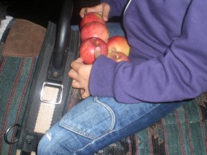 Beim Ausritt gepflückt: Lecker ungespritzte Äpfel vom Bauernhof