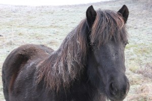 Das Reif in der Mähne stört das Island-Pferd nicht im Geringsten