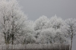Wie mit Zucker überzogen - Winterliche Landschaft mit Bäumen