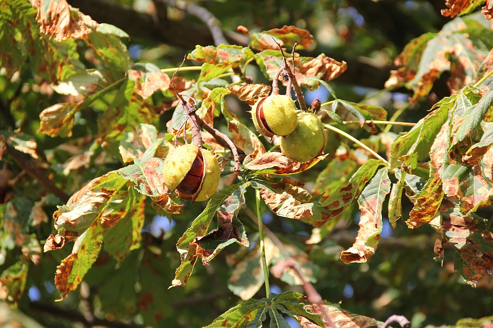 Kastanienbaum im Herbst - Die reifen Früchte platzen auf und die Kastanien kullern auf den Weg
